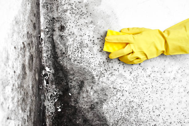 Best Black Mold Remediation in Las Maravillas, NM