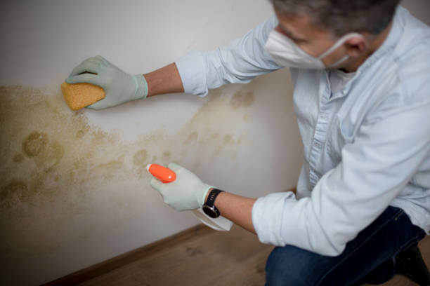 Best Basement Mold Remediation in Las Maravillas, NM