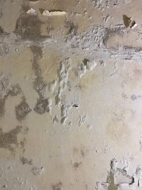 Best Black Mold Remediation in Las Maravillas, NM