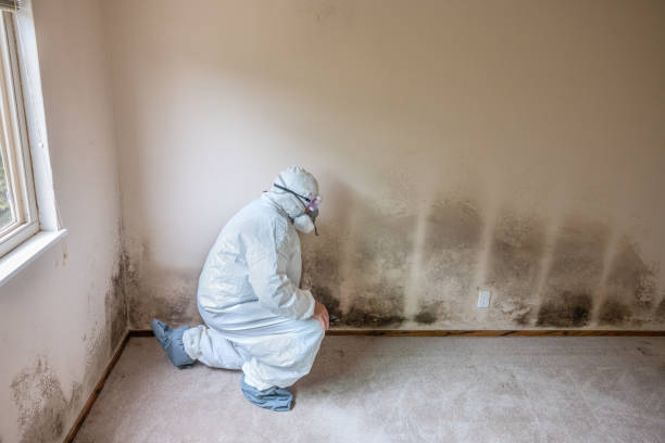 Best DIY Mold Remediation Support Services in Las Maravillas, NM