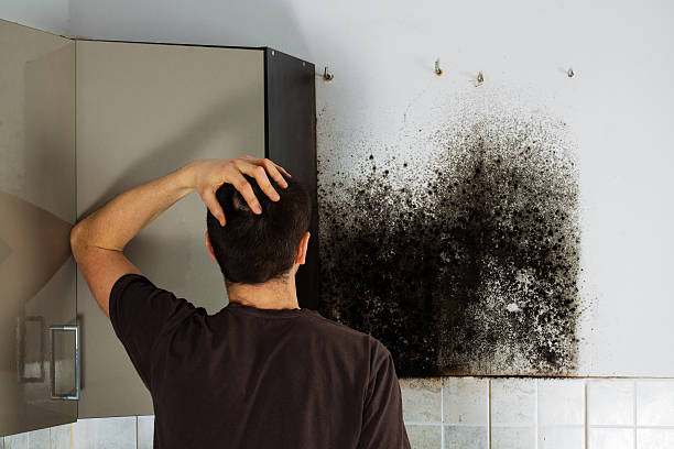 Best Residential Mold Remediation in Las Maravillas, NM