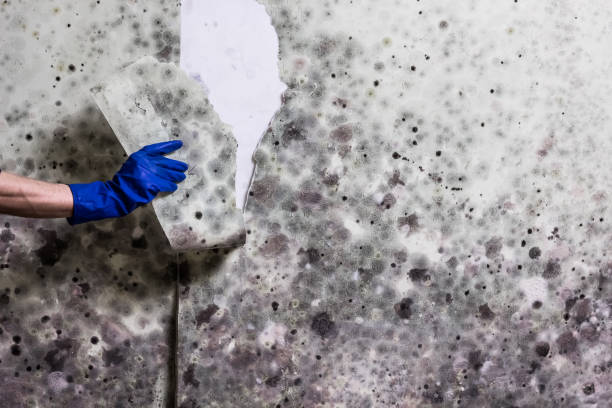 Best Basement Mold Remediation in Las Maravillas, NM